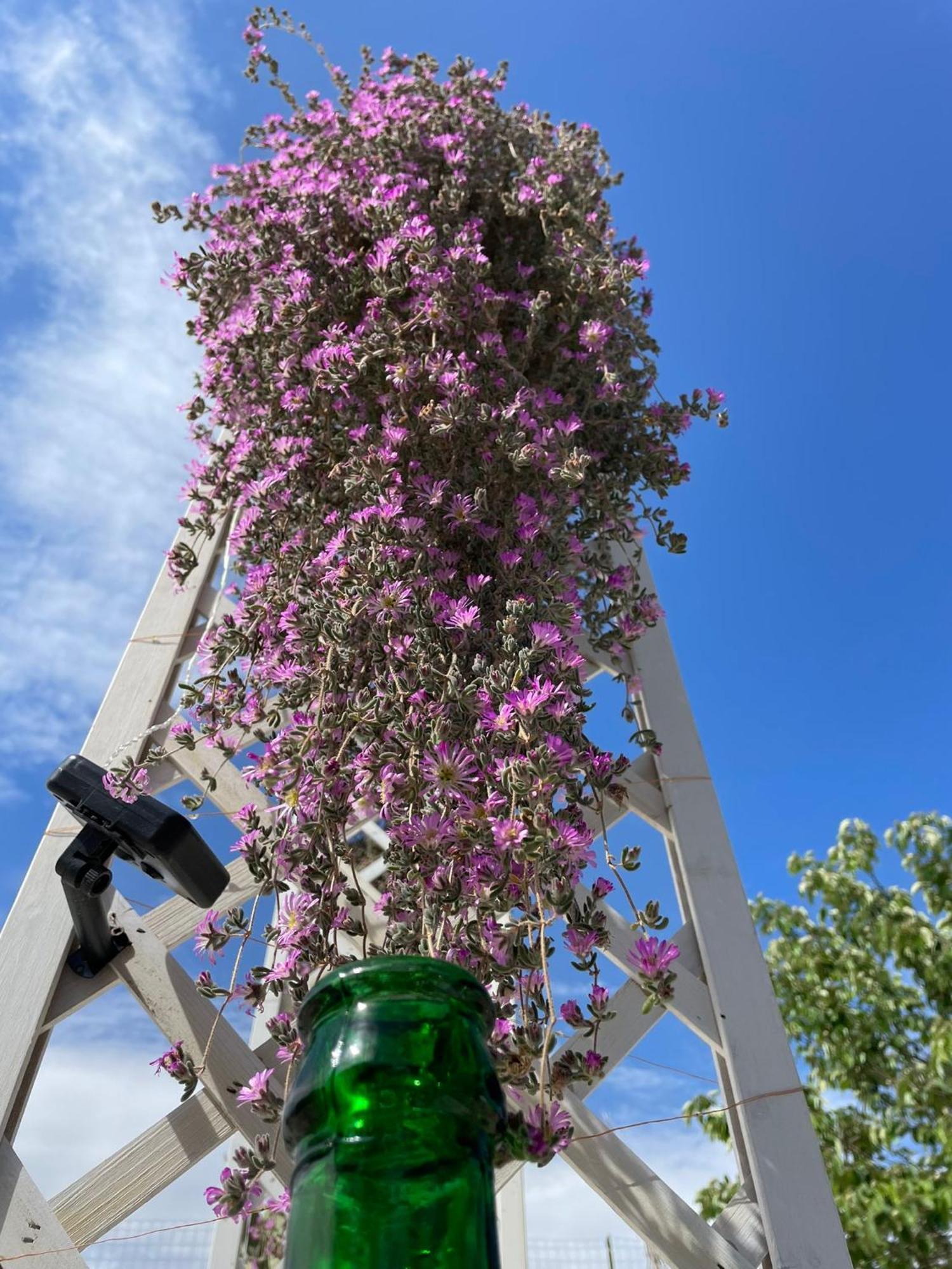 I Trulli Dei Nonni Evelin Villa Martina Franca Exterior foto